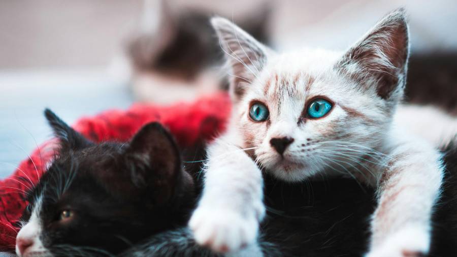 Los gatos que deambulan por la ciudad pueden generar conflictos vecinales, basura, ruido, accidentes y afectaciones a la fauna.