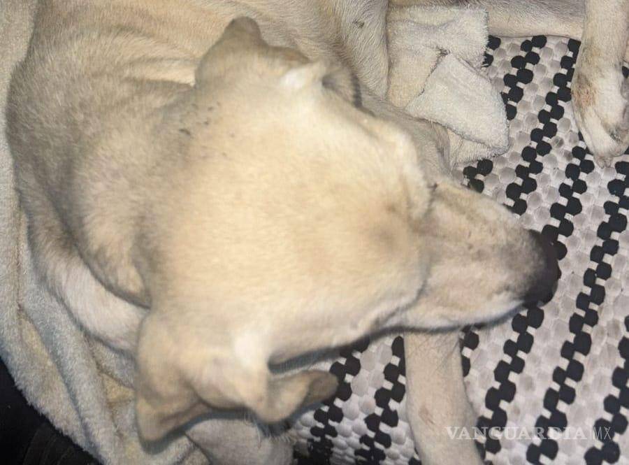 $!“Popi” fue llevada al veterinario tras recibir un impacto de bala en una de sus patas.