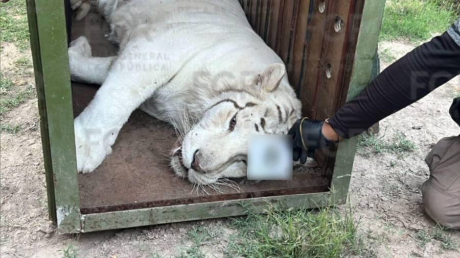 Autoridades federales aseguraron fauna silvestre y equinos durante un cateo realizado en un inmueble de la periferia de Durango.