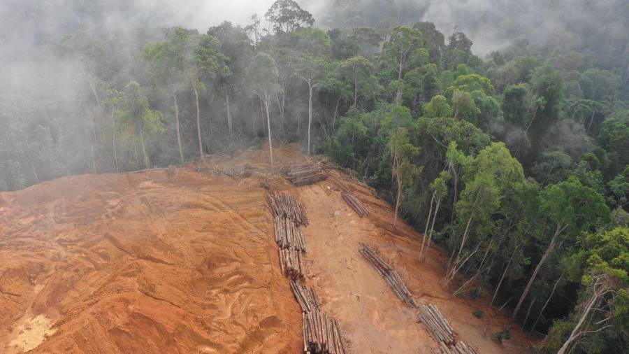Inspecciones detectaron la apertura irregular de caminos, la extracción de material pétreo y afectaciones directas a fauna silvestre que habita en la zona.