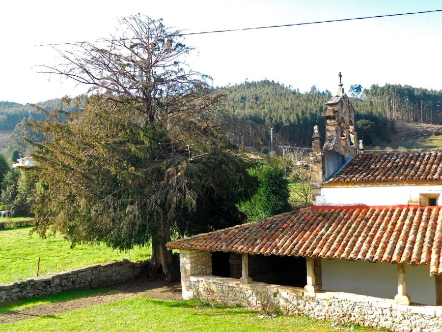 $!Los árboles narran la historia de la humanidad de cada país