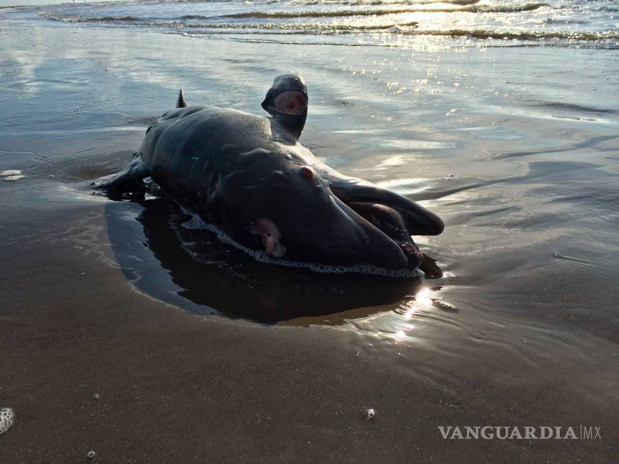 $!A 10 años de la explosión de la plataforma Deepwater Horizon la vida silvestre del Golfo de México sigue siendo afectada