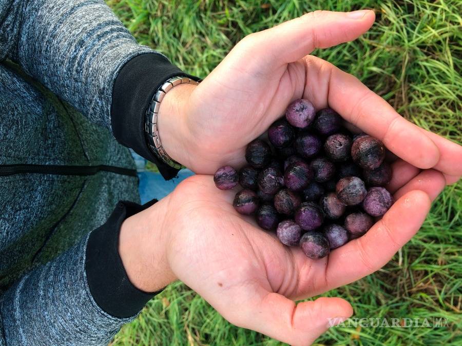 $!La empresa Flash Forest quiere sembrar mil millones de árboles en Canadá usando drones