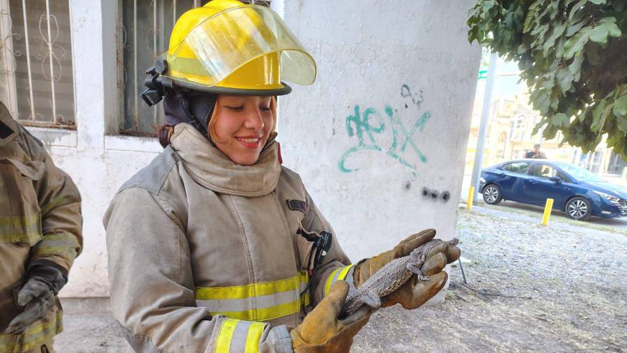 El reptil fue capturado cuando caminaba por las calles de la colonia Las Margaritas.