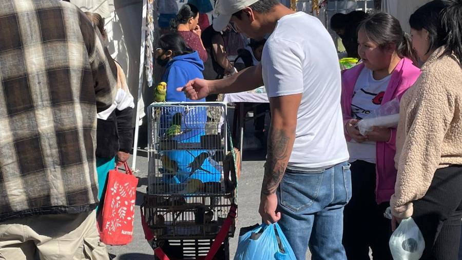Cotorros son ofrecidos en mercados rodantes de Saltillo hasta en 3 mil 500 pesos, a pesar de estar prohibida su comercialización.