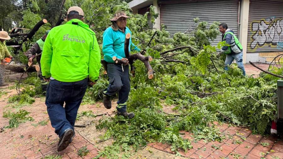 Las lluvias debilitaron las raíces del árbol de especie lila ubicado en la Alameda Zaragoza, provocando su caída.