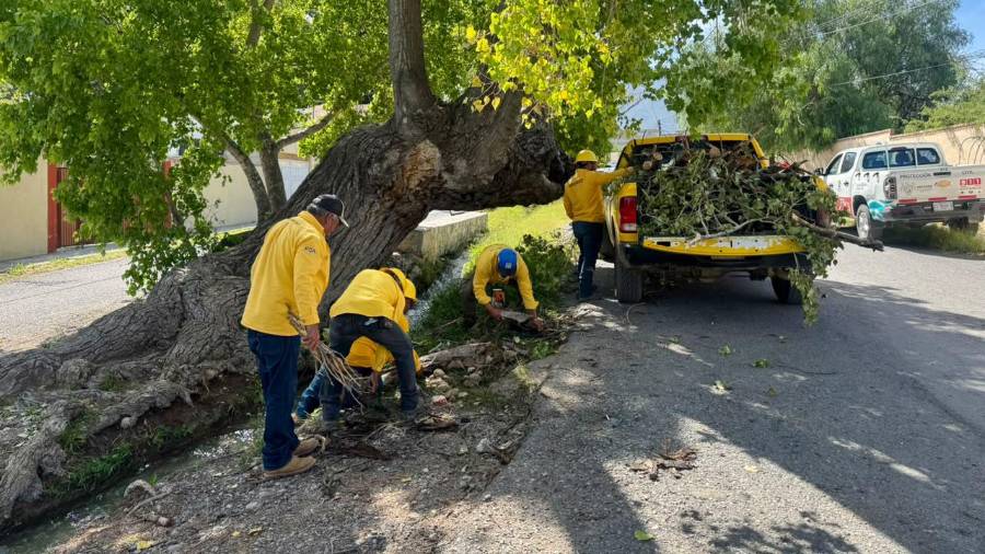 Brigadistas y personal de Protección Civil iniciaron en Arteaga trabajos para retirar ramas secas y árboles que representan riesgo en espacios públicos.
