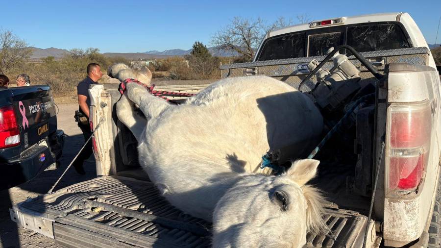 El caballo perdió la vida en el accidente.