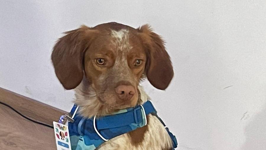 Rex, un ejemplar de raza bretón español, fue presentado oficialmente como el nuevo integrante del equipo canino de Aguas de Saltillo, donde apoyará en la detección de fugas ocultas en la red de distribución de agua potable.