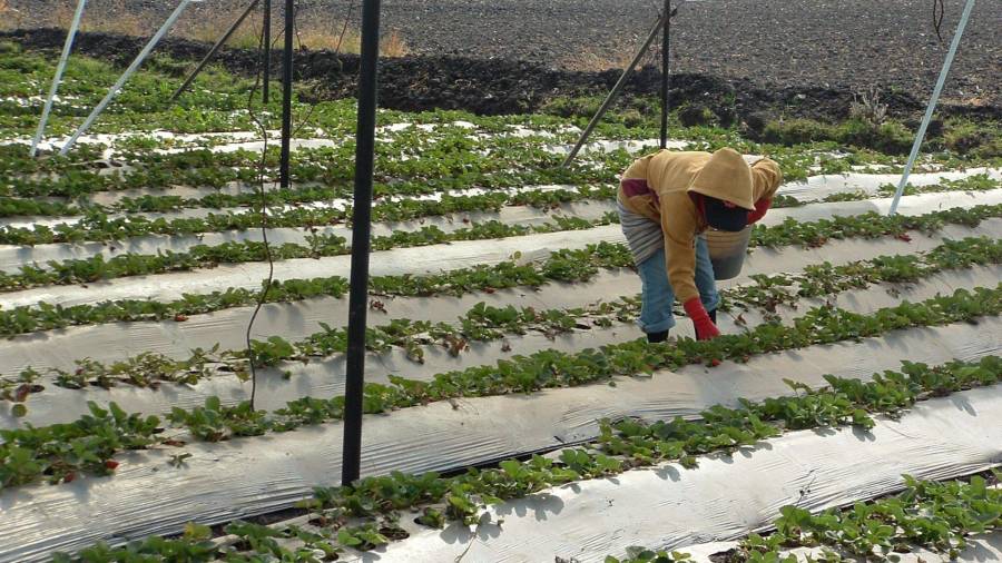 México exportó cerca de 296 mil toneladas de fresa al cierre de 2025; sin embargo, el sector enfrenta la amenaza de nuevos aranceles que podrían frenar su crecimiento en el mercado norteamericano.