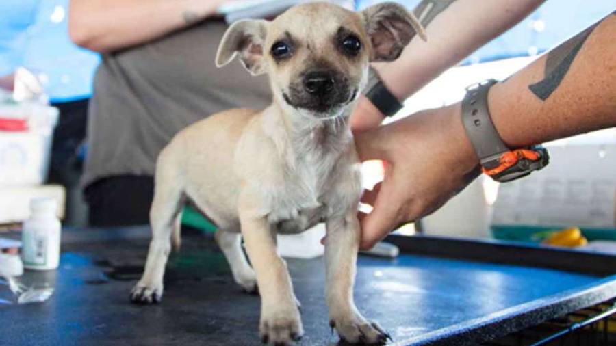 Hablemos de esterilización