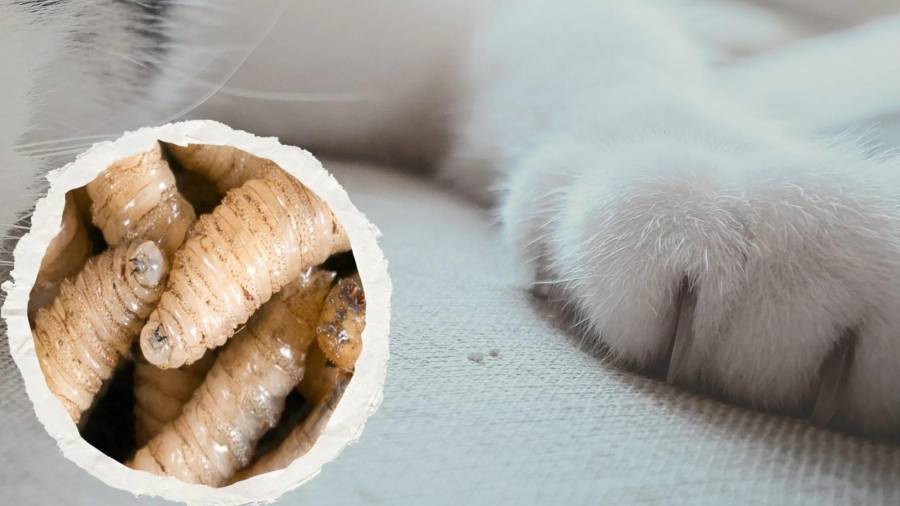 Los casos más recientes de gusano barrenador en Saltillo se registraron en un gato y tres perros.