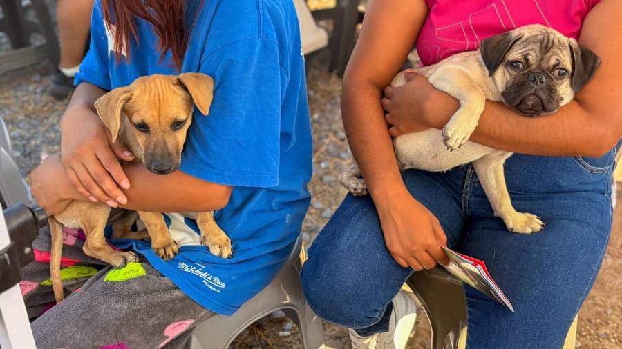 El programa busca evitar que las dificultades económicas impidan a las familias brindar atención veterinaria a sus mascotas.