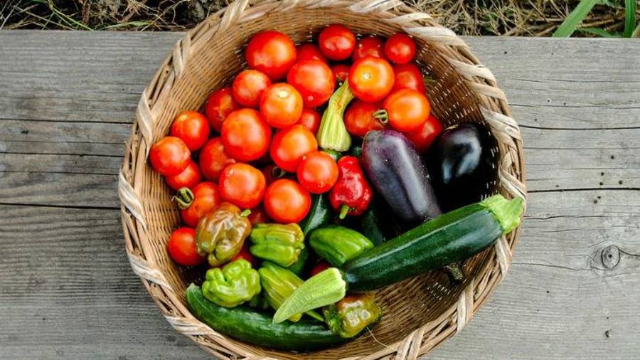 El jitomate mexicano está en peligro