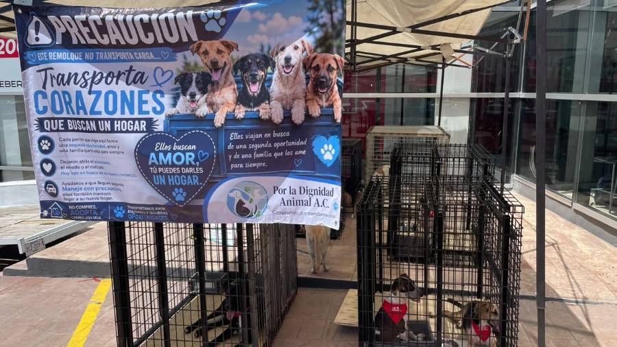 Perros y gatos rescatados de las calles fueron puestos en adopción durante la jornada realizada en Honda Saltillo.