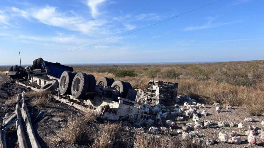 La pesada unidad transportaba gallinas y se dirigía a Monclova cuando ocurrió el percance.