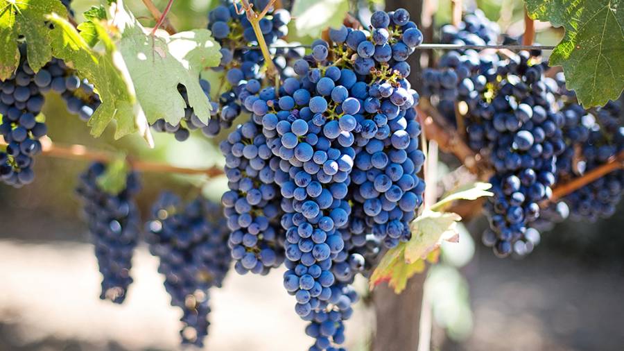 Si usted vino y no toma vino. ¿A que vino?