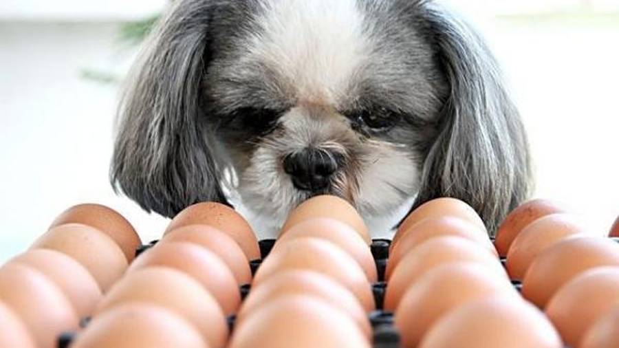 Los beneficios del huevo en los perros