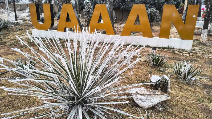 La UAAAN ha recuperado cinco de 17 predios invadidos en el campus Buenavista mediante procesos legales.