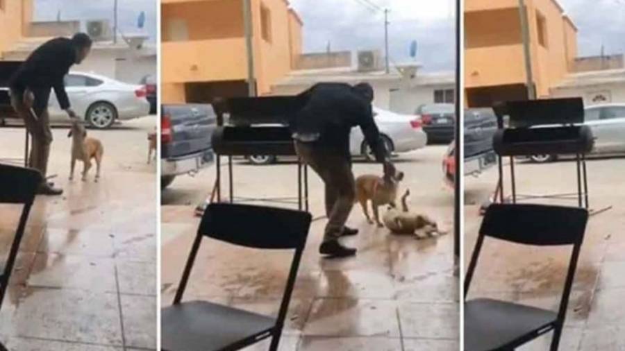 Esto le espera a quien apuñaló a un perro en Piedras Negras