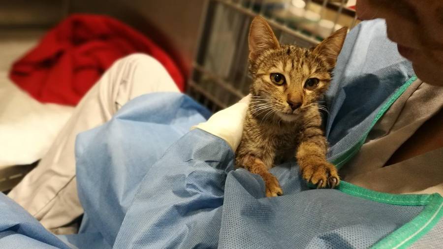 Sobreviven 34 gatos al incendio del Mercado Sonora en CDMX