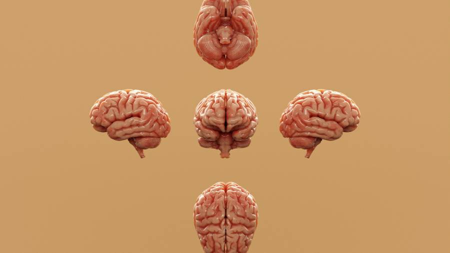 El cerebro humano, representado en la ilustración visto desde distintas perspectivas, es una estructura muy compleja, que los organoides consiguen imitar en miniatura y con precisión.
