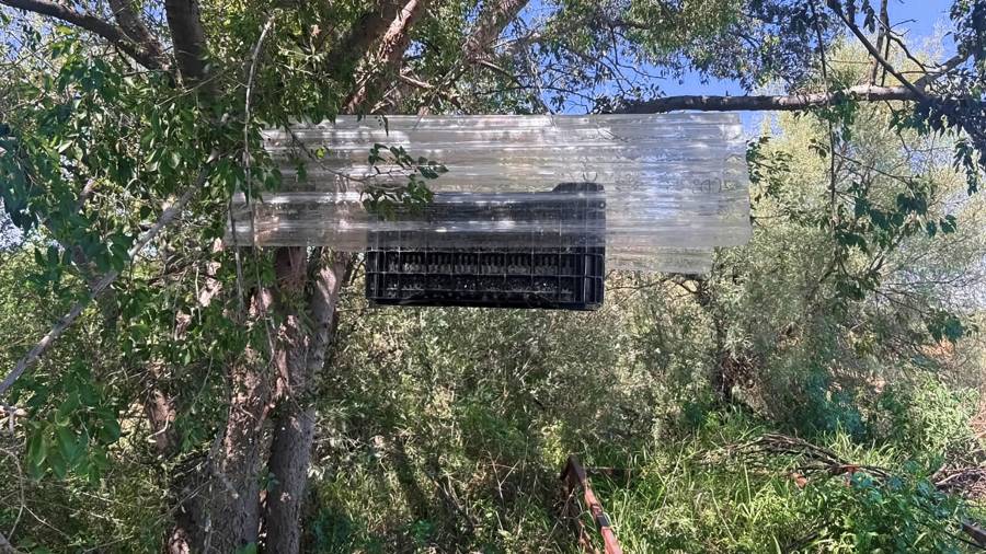 Se estima que el Senasica producirá moscas diariamente con una meta de 100 millones de insectos a finales de este año.
