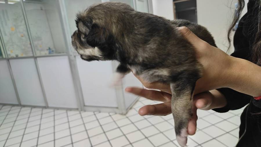 Durante el invierno, perros en situación de calle enfrentan riesgos por las bajas temperaturas.