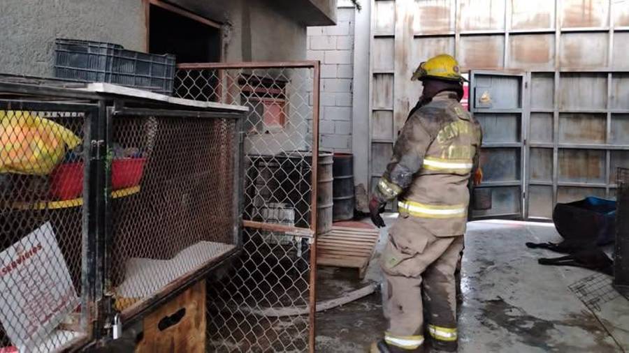 A pesar de la rápida intervención de los bomberos, no se pudo evitar la muerte de 13 mascotas.