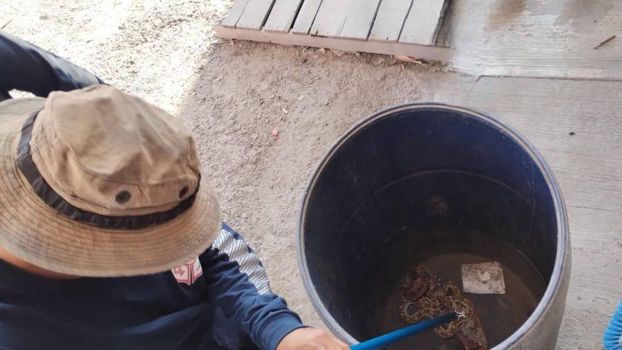 Elementos de Protección Civil y Bomberos realizaron el rescate de una víbora que fue localizada al interior de un tanque con capacidad de 200 litros en una empresa dedicada a la comercialización de alimentos en Torreón.