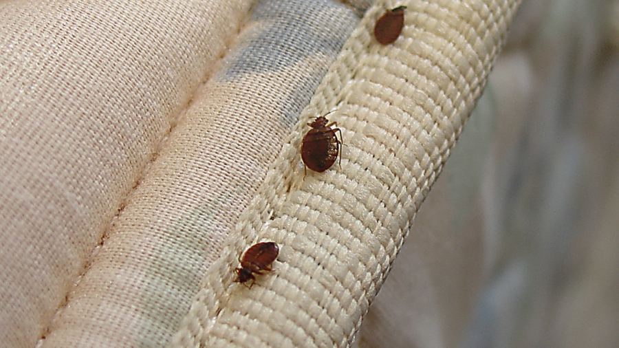 Detectarlas a tiempo y aplicar medidas preventivas puede evitar infestaciones y proteger tu descanso.