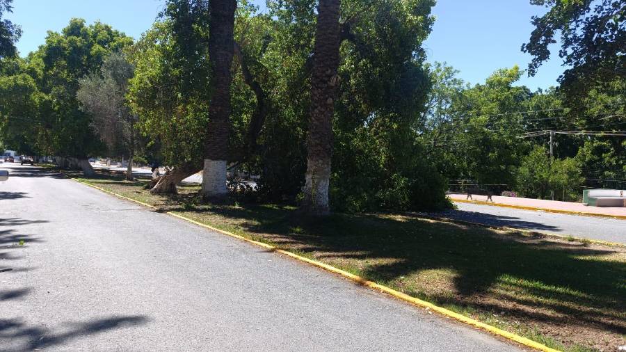 Los árboles involucrados corresponden a ejemplares con más de 100 años de antigüedad, considerados parte del patrimonio natural de la zona donde ocurrió el hecho.