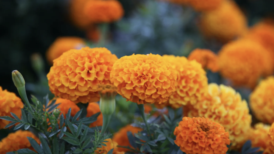 El origen de la flor de cempasúchil se remonta a Mesoamérica, donde los mexicas la utilizaban para sus altares y ofrendas.