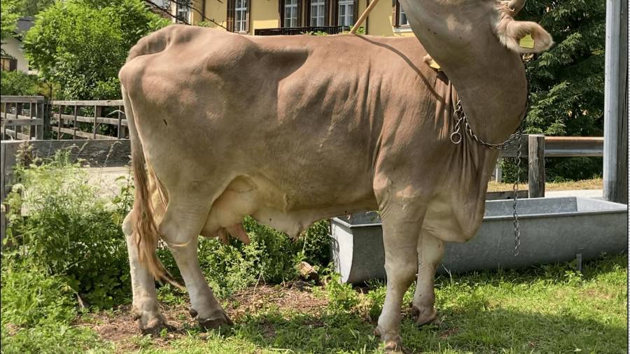 Una vaca llamada Veronika ha demostrado que puede usar una escoba de forma “innovadora, flexible y funcional”, alternando sus extremos para rascarse distintas zonas del cuerpo.