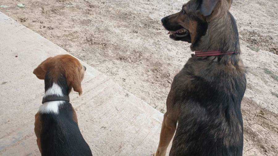Cada rescate inicia un proceso de atención médica, recuperación y búsqueda de una familia que garantice una vida digna para los perros rescatados.