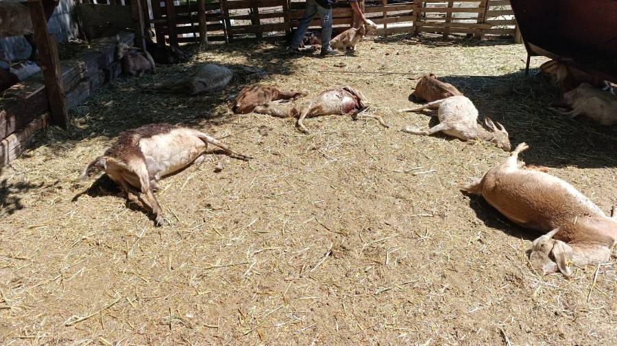 Cámaras de seguridad captaron el momento en que varios perros irrumpieron en el corral y atacaron al ganado.