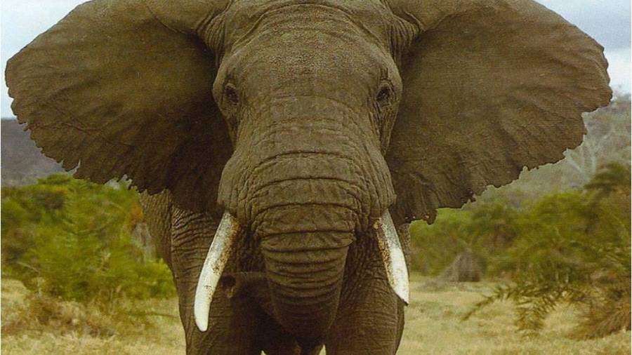 Elefante mató de una pedrada a una niña en un zoológico