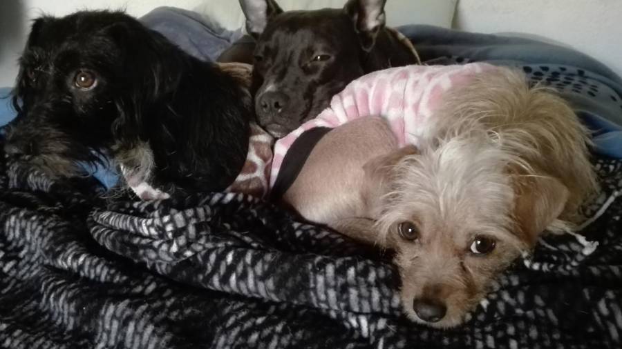 Los tres perros que acompañaron a su familia en el proceso de mudanza a Canadá, tras cumplir con requisitos sanitarios, documentación y un largo traslado internacional.