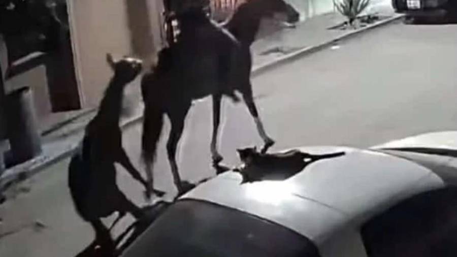En el video se observa al equino sujeto con una cuerda mientras el joven lo estira durante el recorrido.