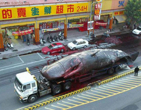 Matar ballenas importa más que salvar a personas: William Pesek