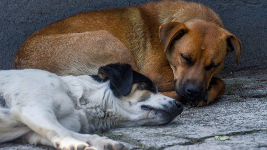 TOLUCA, ESTADO DE MÉXICO, 24 de julio de 2025.- El próximo 27 de julio se conmemora el Día Internacional del Perro Callejero, una fecha destinada a generar conciencia sobre el abandono, el maltrato y la importancia de la adopción responsable. Según datos del INEGI, en México hay cerca de 23 millones de perros, y el 70 por ciento vive en situación de calle. A pesar de las campañas de esterilización y adopción, la población canina sin hogar continúa creciendo. FOTO: CRISANTA ESPINOSA AGUILAR /CUARTOSCURO.COM