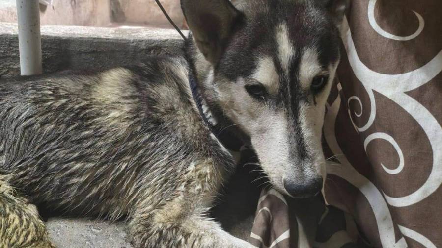 Colectivos de bienestar animal agradecieron a las personas que no fueron indiferentes y decidieron reportar el caso.