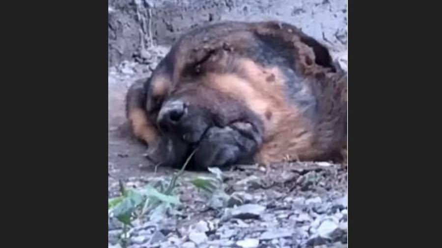 Un video difundido en redes sociales muestra a un perro presuntamente enterrado con vida en un sector de la colonia Nogales II, en Saltillo.