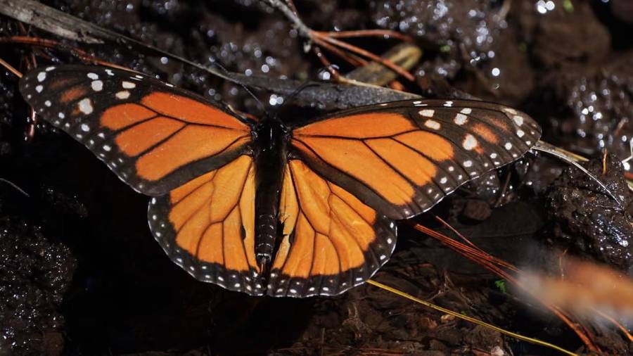 Cada otoño, millones de mariposas viajan casi 4.800 kilómetros desde Canadá, a través de Estados Unidos, hasta llegar al oeste de México.