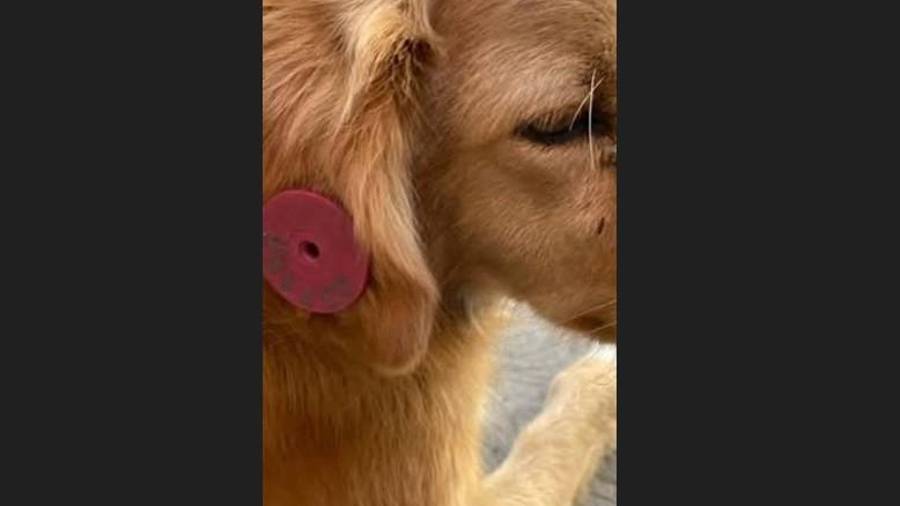 El arete colocado en la oreja permite identificar a ejemplares que ya fueron esterilizados y vacunados por personal especializado.