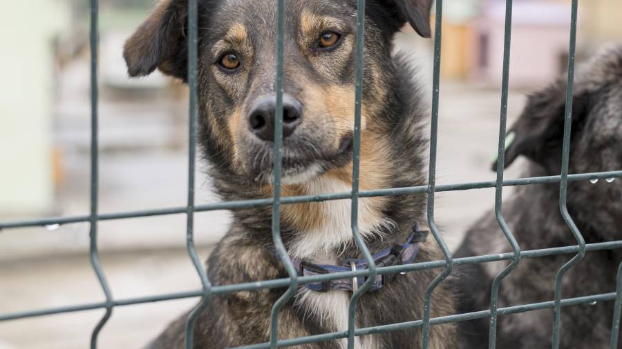 La falta de compromiso, la venta informal de cachorros en redes sociales y la escasa aplicación de sanciones agravan el abandono animal en la región.