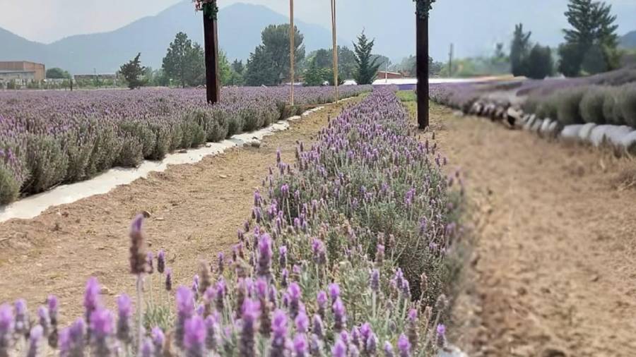 Las visitas recientes provocaron afectaciones, ya que algunas personas arrancaron flores y plantas.