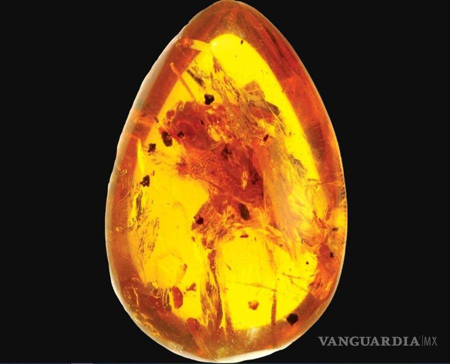 $!Yaksha perettii destrona al camaleón como el primer vertebrado con lengua proyectable