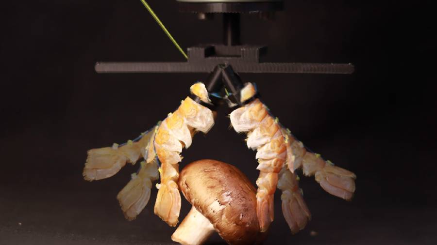 Los científicos de la EPFL han integrado caparazones de crustáceos desechados en dispositivos robóticos prensiles y móviles, aprovechando la resistencia y la flexibilidad de los materiales naturales.