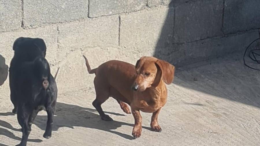 En el mejor de los casos, algunas mascotas se refugiaron en otros domicilios. Los anuncios de extravío y peticiones de resguardo son de tutores del sur y oriente de Saltillo